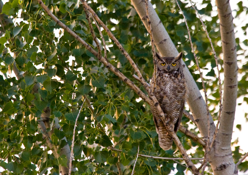 Great Horned Owl